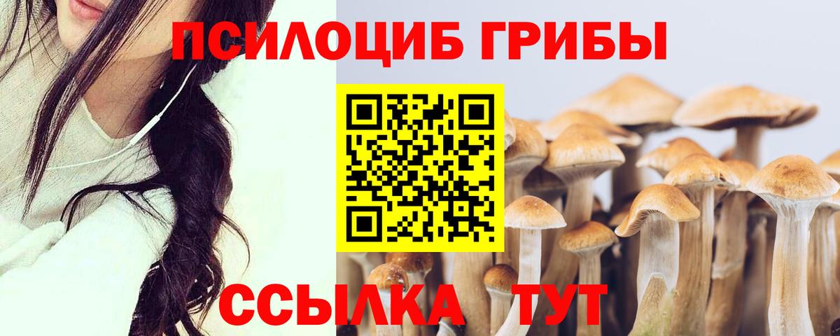 Волхов  Псилоцибиновые грибы прущие грибы  Вход с VPN 